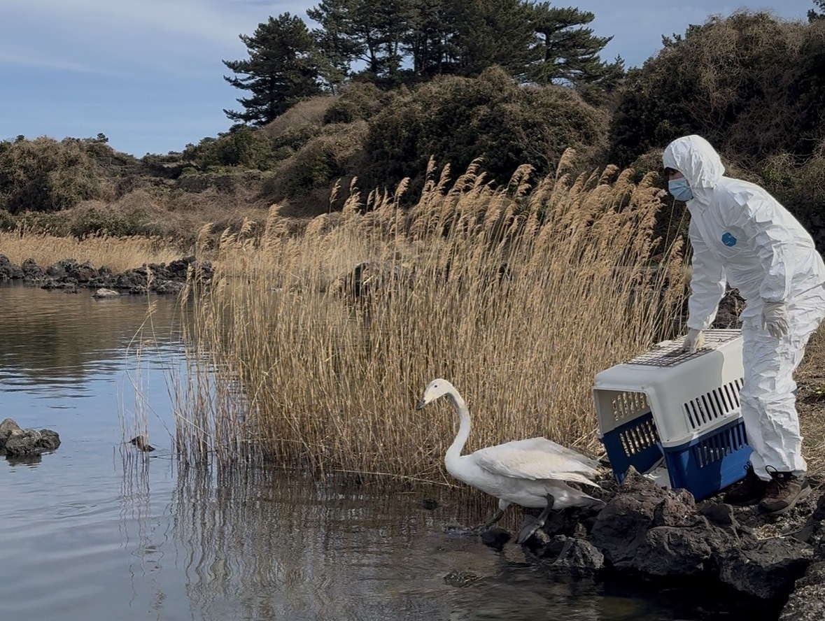 “백조의 호수‘큰고니’자연의 품으로”... 제주야생동물구조센터 손길로 건강 회복 후 방생