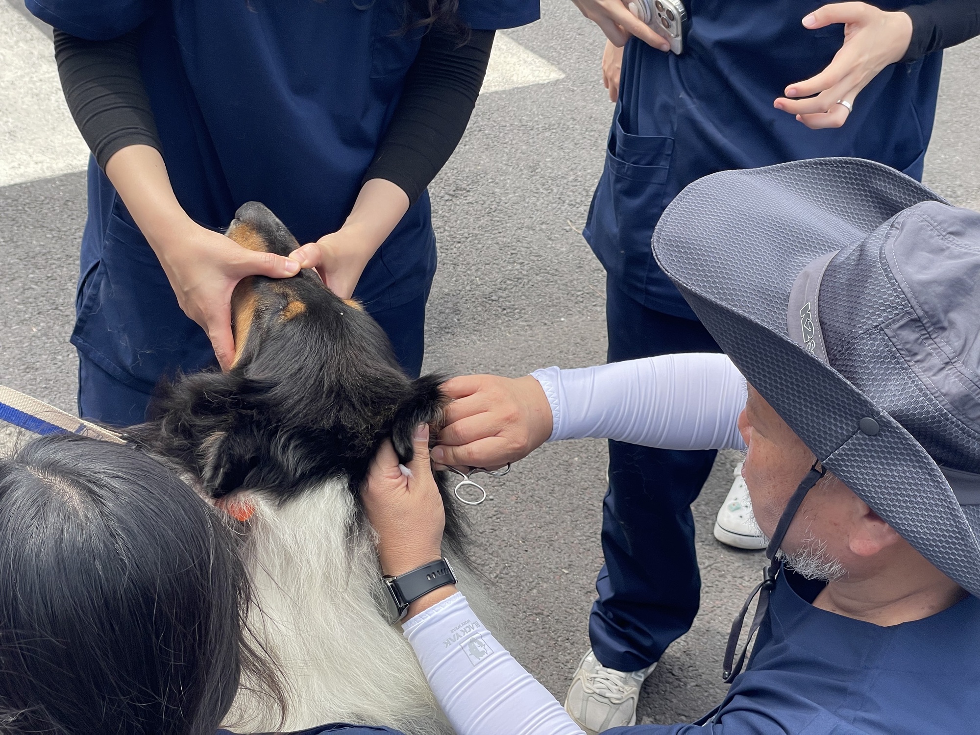 제주대학교 수의과대학, '섬 속의 섬' 동물 의료 봉사 '훈훈'