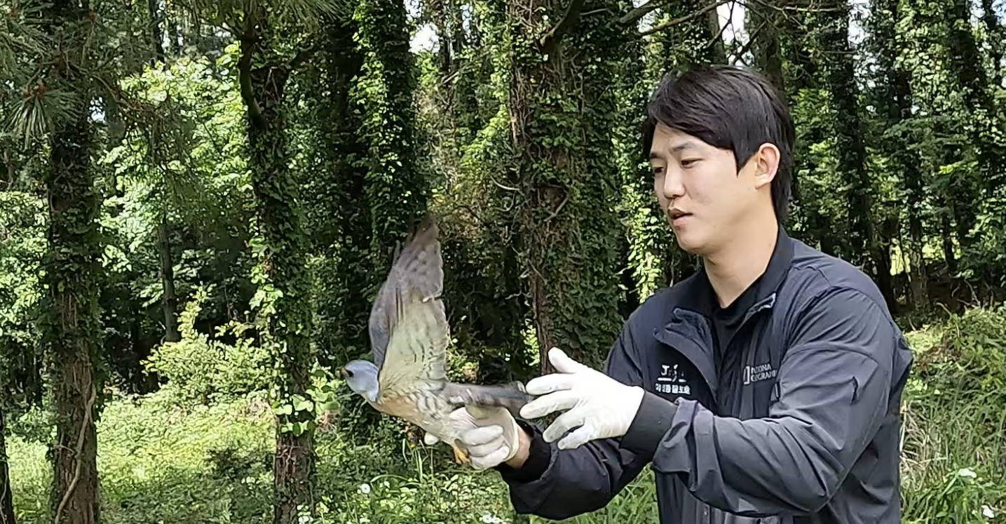 건물충돌 후 뇌진탕‘붉은배새매’다시 날아 올라
