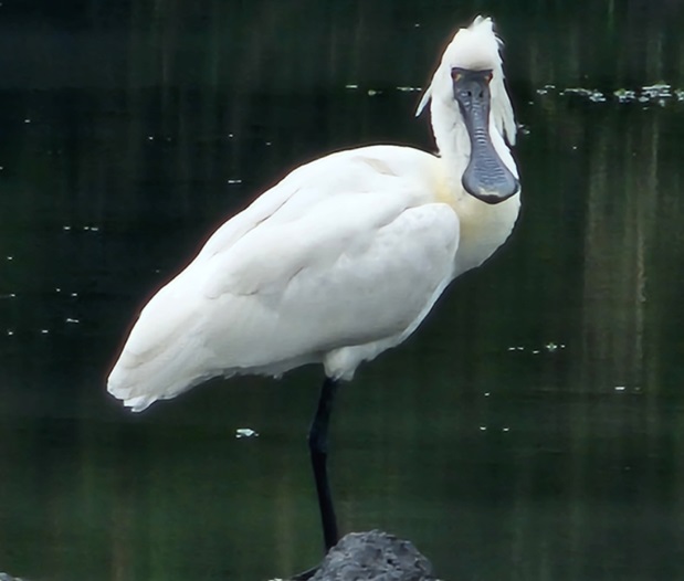 명예교수회장 강민수 재능기부뱅크이사장(탐조회 대표) ‘세계 습지의 날(2월2일)’ 모니터링결과 발표
