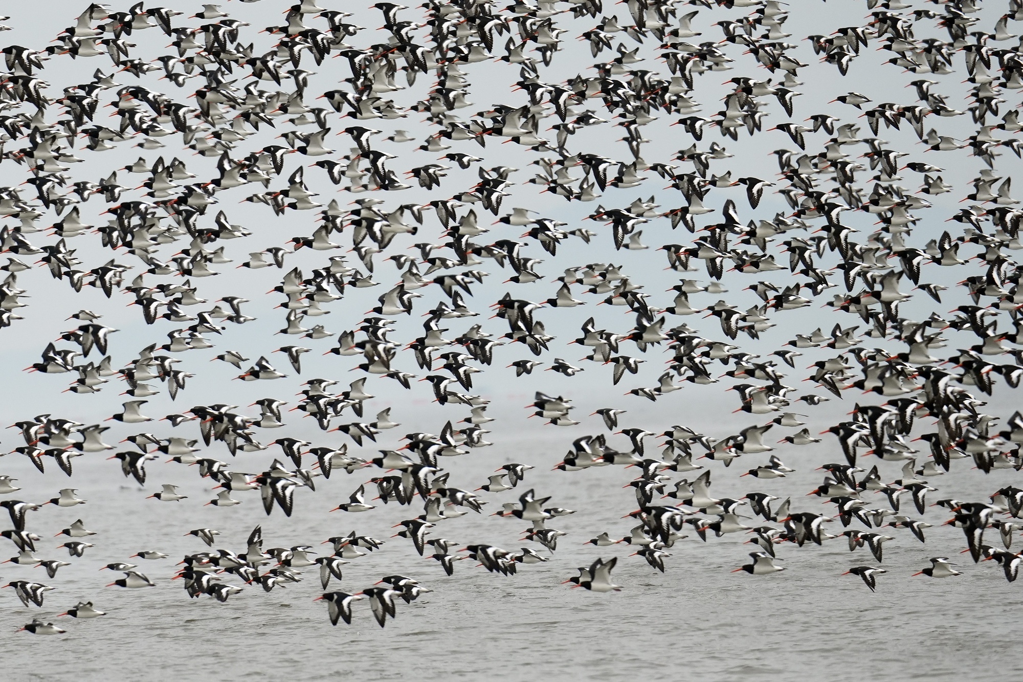 제주대 오홍식 교수 연구팀, 한국 연안습지, 줄어드는 도요·물떼새의 ‘대안 기착지’ 가능성 확인