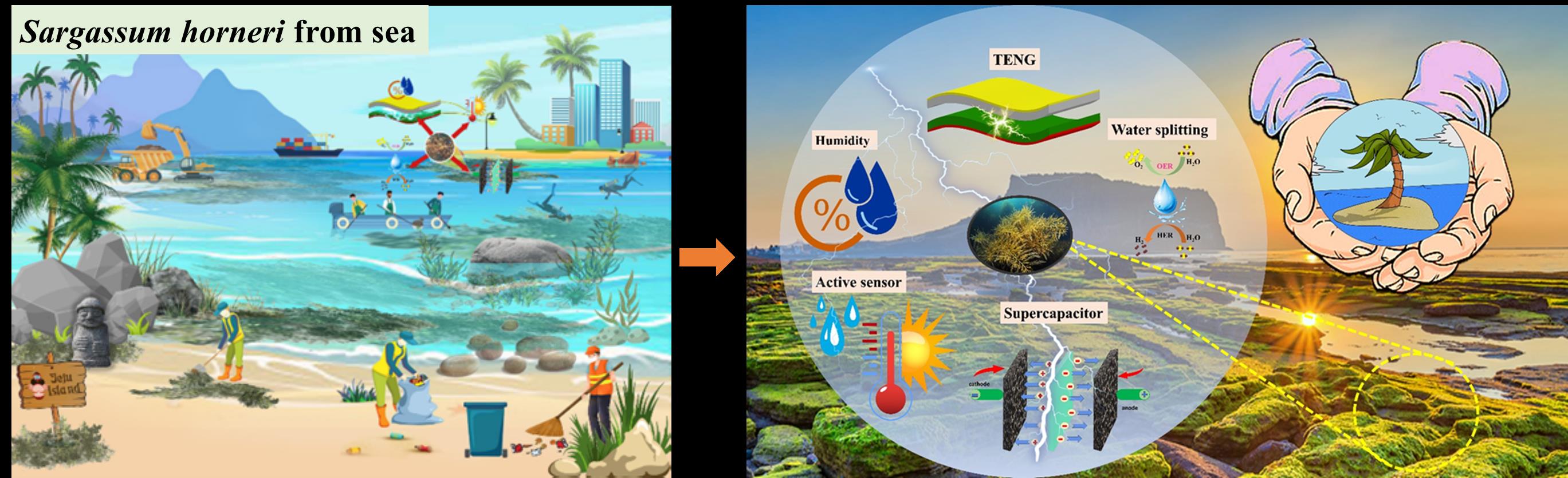 배진호 교수팀, 제주 바다의 괭생이모자반으로 전자소자 개발