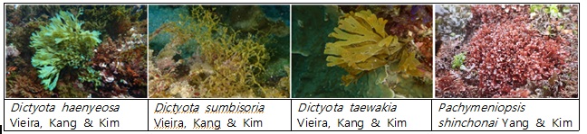 제주대 기초과학연구소, 해녀 문화와 신촌초등생으로 명명한 해조류 신종 보고