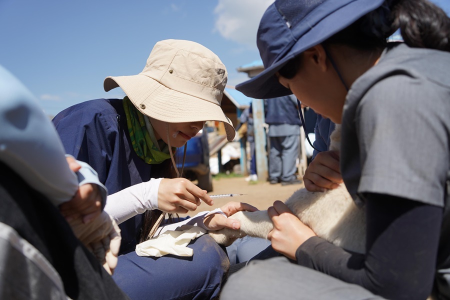 JNU College of Veterinary Medicine, 2024 Global Volunteers in Mongolia