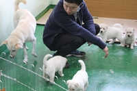 야생동물센터, 진돗개ㆍ삽살개 '2세 출산'
