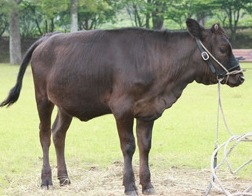줄기세포센터, 사후 복제된 우량 제주흑우 이관