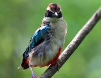 야생동물센터, 진객 '팔색조' 구조후 방사