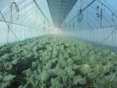 양채류사업단, 기업지원사업 공모