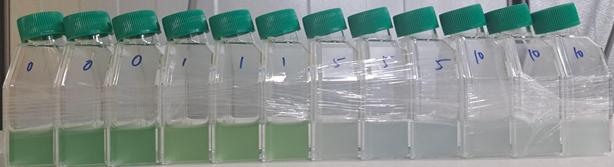 제주대-㈜위사이언스, 유해조류 제어 미생물 발굴 성공…99% 이상 사멸효과 입증