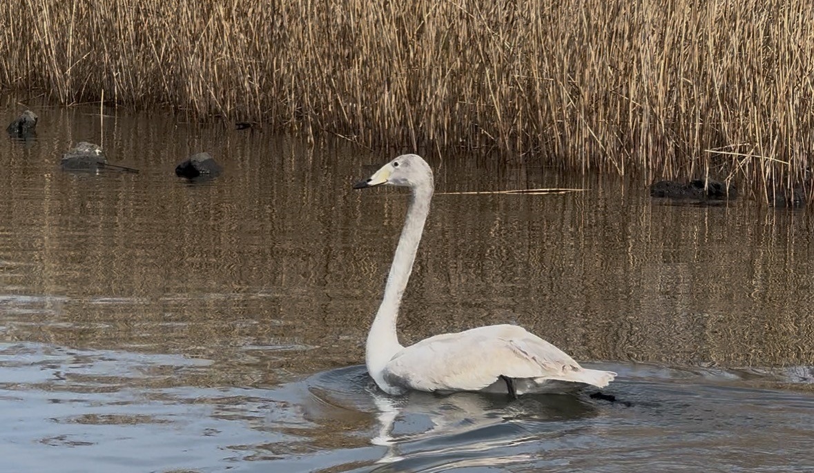 “백조의 호수‘큰고니’자연의 품으로”... 제주야생동물구조센터 손길로 건강 회복 후 방생