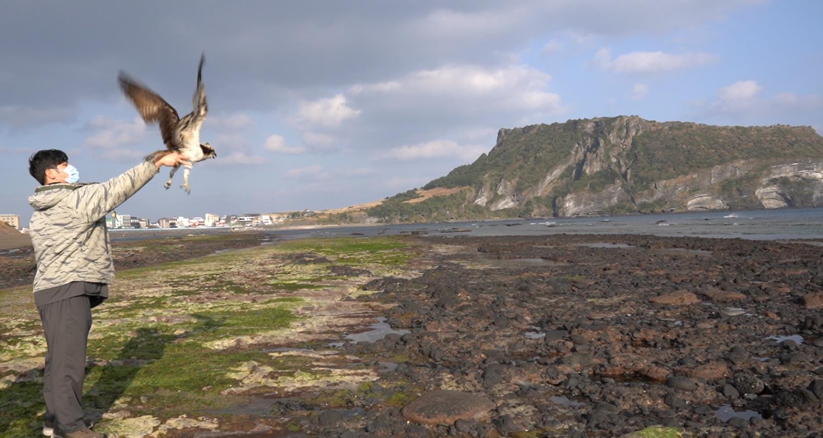 Osprey is Back in the Sky after Injury Treatment