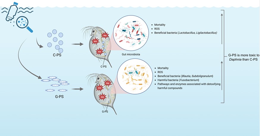 제주대-KIST Europe 공동연구진, 파편형 미세플라스틱 물벼룩 장내 미생물군 교란 확인 